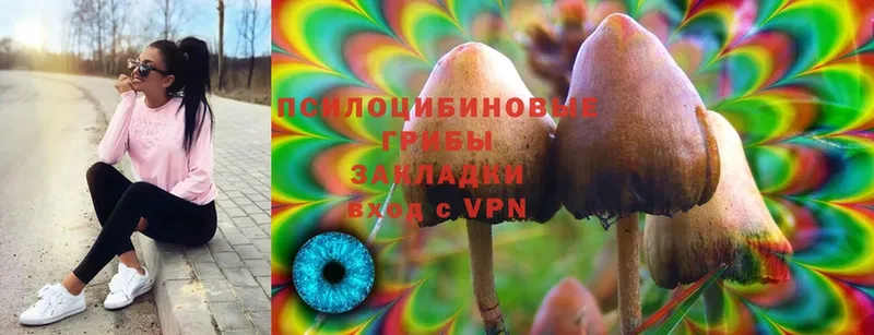 MEGA вход  Енисейск  Псилоцибиновые грибы Psilocybe 